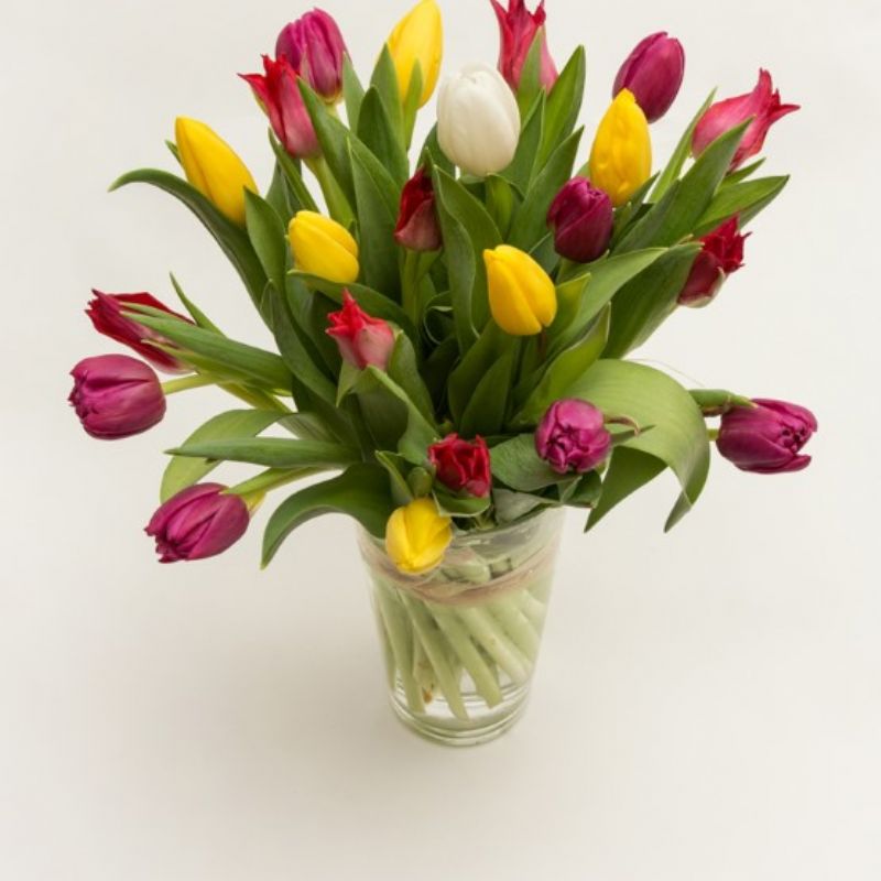 TULIPÁN