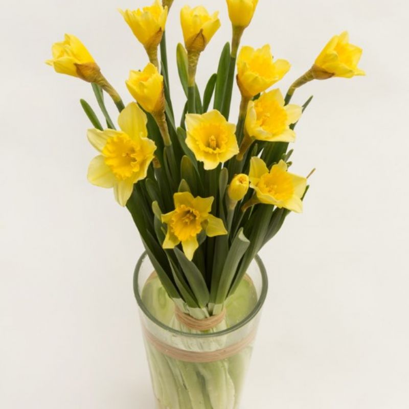 narcis svazek 10ks