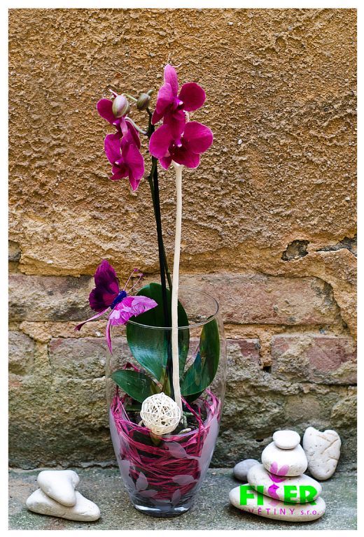 Phalaenopsis