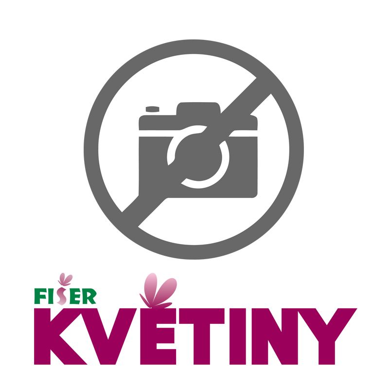 květina dle floristy XXL
